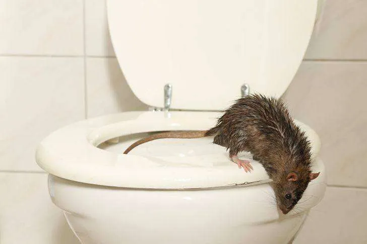valvola-wc-anti-animali-5.webp