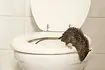 valvola-wc-anti-animali-5.webp
