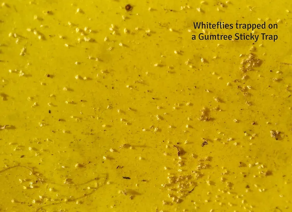 Whiteflies trapped on Gumtree Sticky Trap
