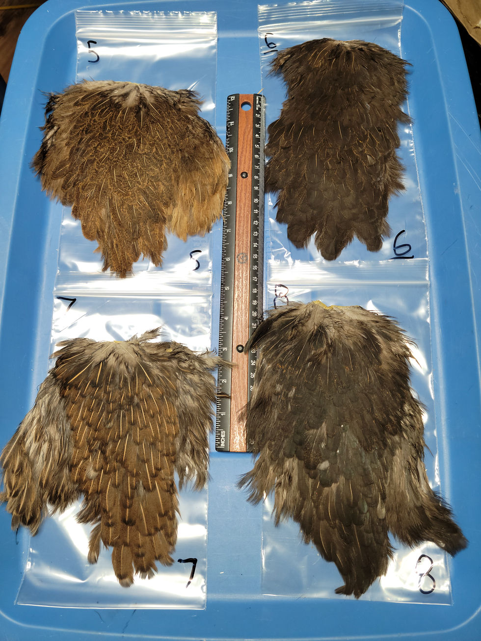 Miniature : Nos Selles de Poule Naturel (Soft Hackle) Brun Foncé Speckled Dark Brown