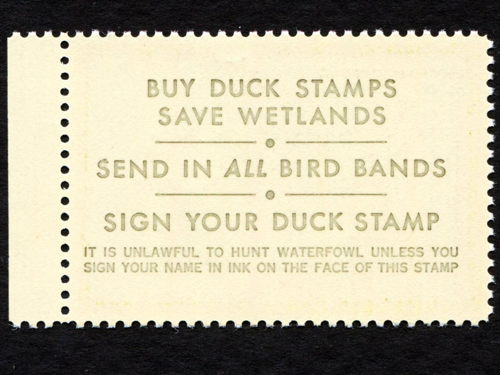 RW51 1984-85 Wigeon, MNH VF-XF Duck Stamp