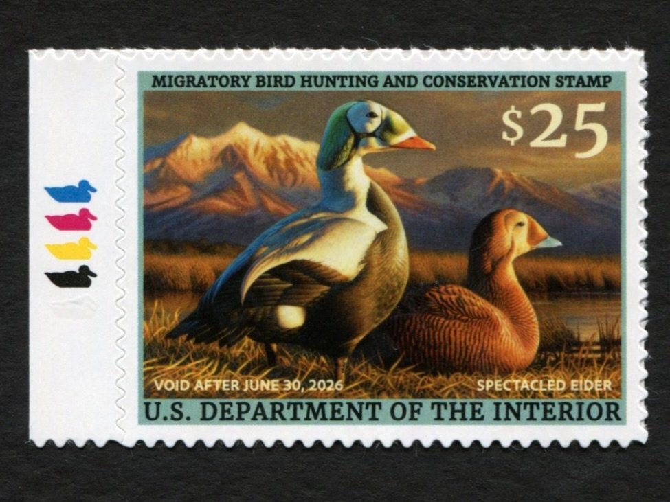 RW92 2025-26 Spectacled Eider Mint XF with Left Color Key