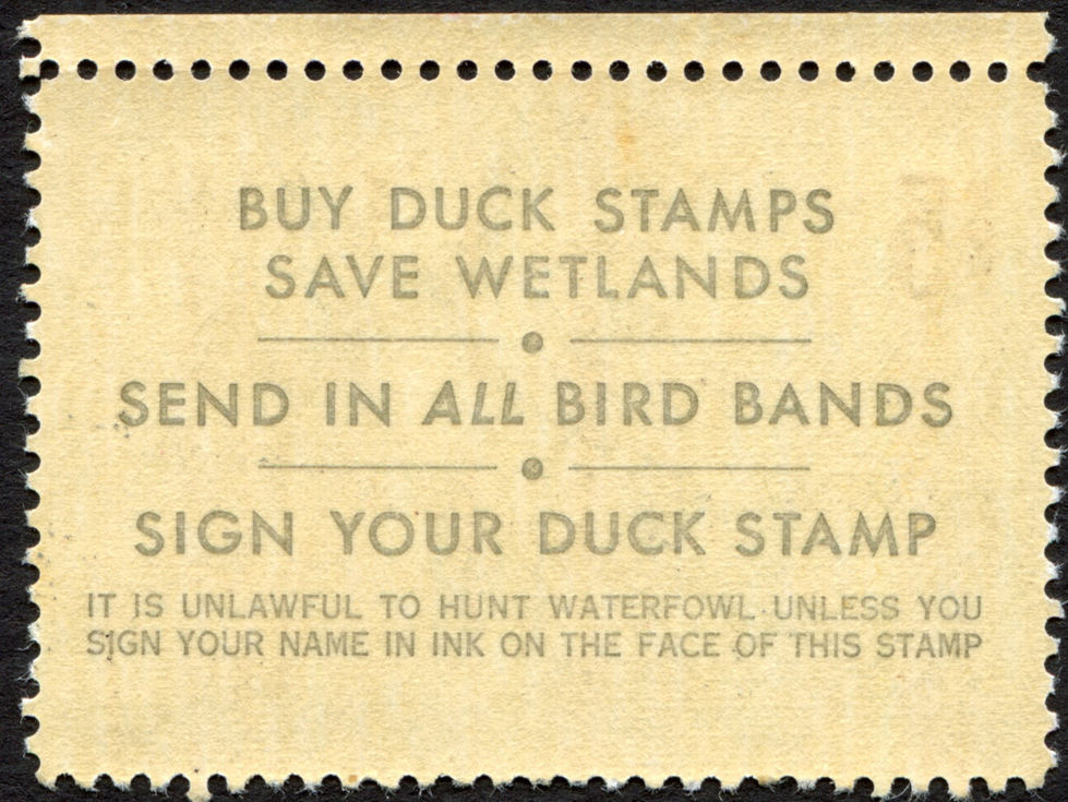 RW41 1974-75 Wood Duck, MNH VF Misregistration Variety Duck Stamp