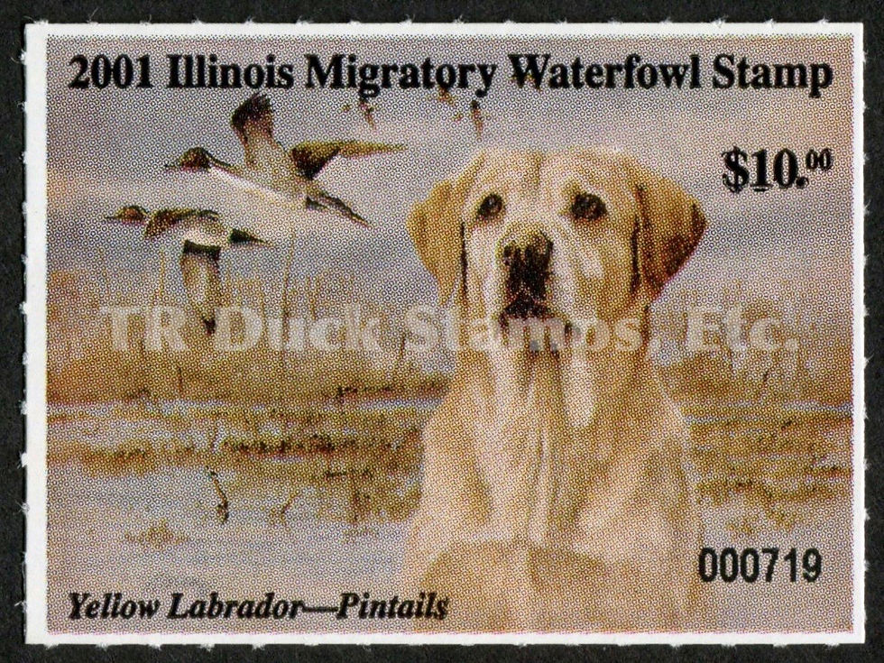 Illinois 2001 IL27 Pintails and Yellow Labrador