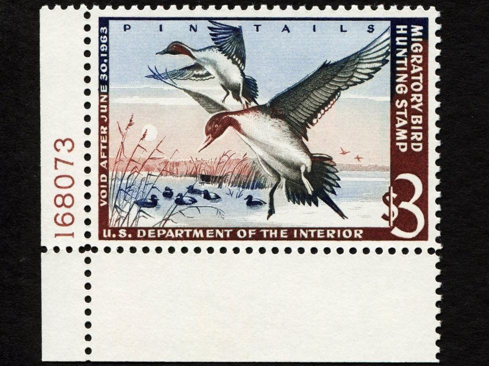 RW29 1962-63 Pintails, Mint VF-XF P/S Duck Stamp