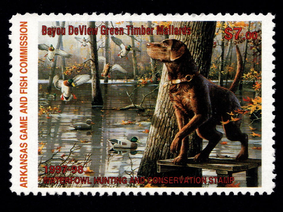 Arkansas 1997 AR17 Bayou DeView Green Timber Mallards Chocolate Lab