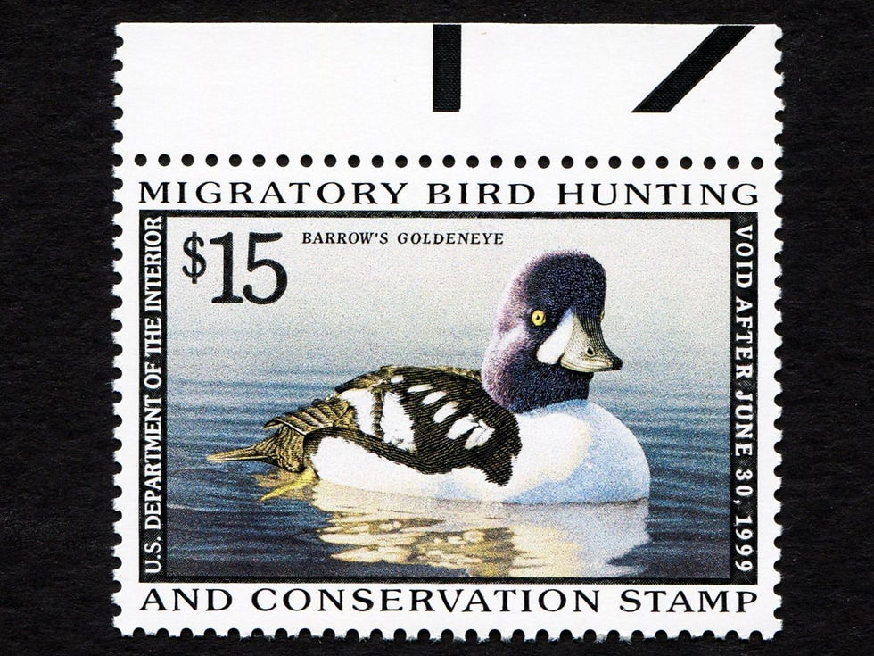 RW65 1998-99 Barrow's Goldeneye, Mint VF Duck Stamp