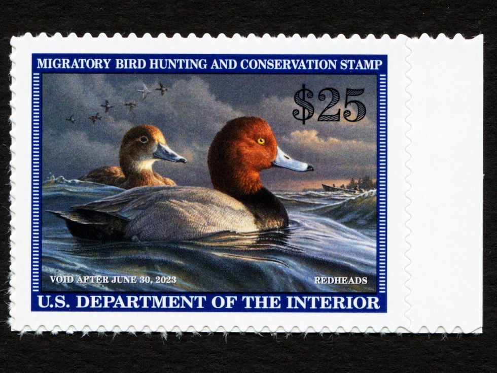 RW89 2022-23 Redheads, Mint VF-XF w/right selvage Duck Stamp