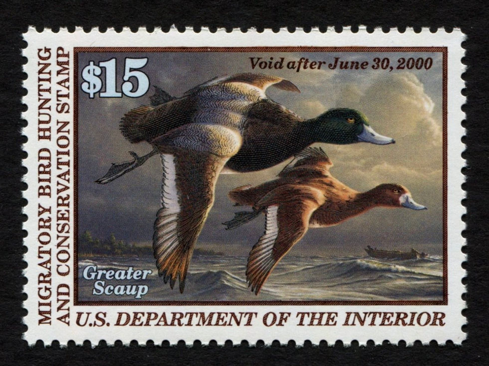 RW66 1999-00 Greater Scaup, Mint XF Duck Stamp