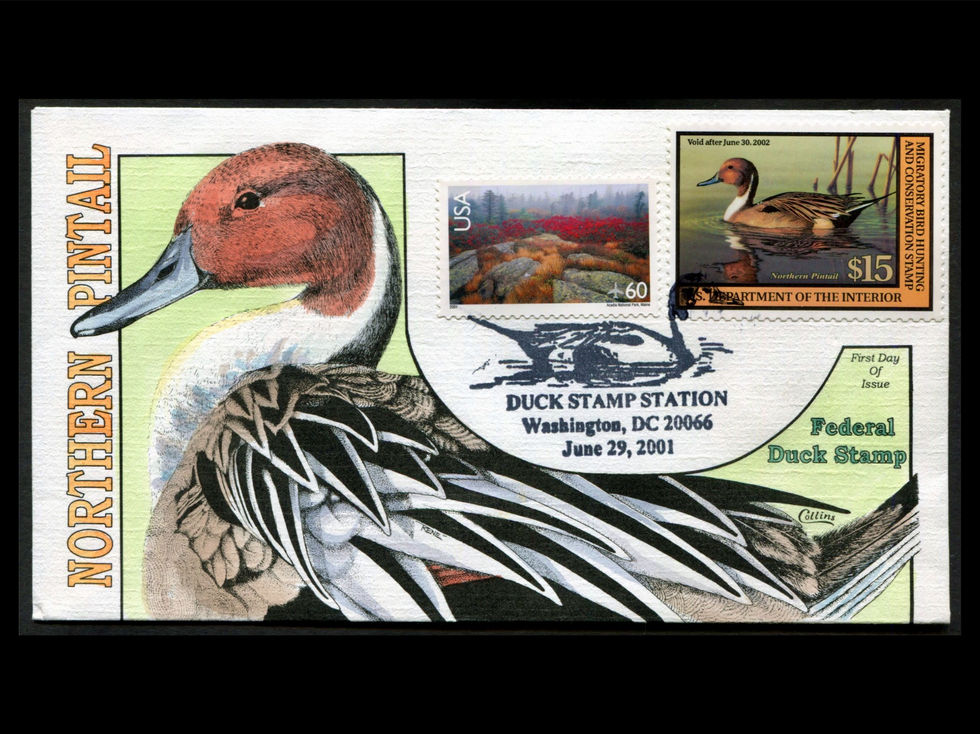 2001 Hand Painted Collins RW68 Duck Stamp First Day Cover Northern Pintail