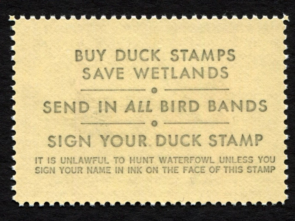 RW52 1985-86 Cinnamon Teal, MNH Artist-Signed by Gerald Mobley Duck Stamp)
