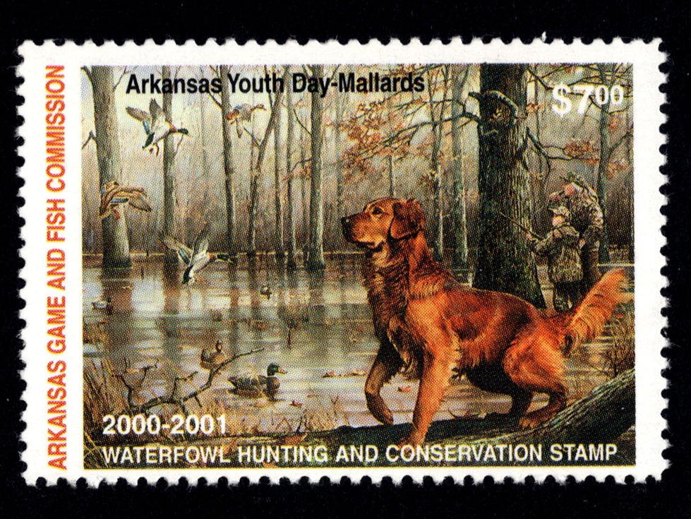 Arkansas 2000 AR20 Youth Day Mallards and Golden Retriever