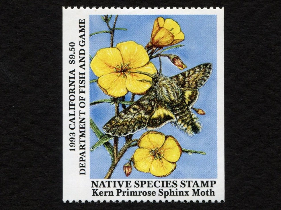 1993 Kern Primrose Sphinx Moth Native Species