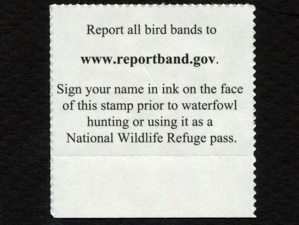 RW90 2023-24 Tundra Swans Mint VF-XF Duck Stamp w/Selvage (Copy)