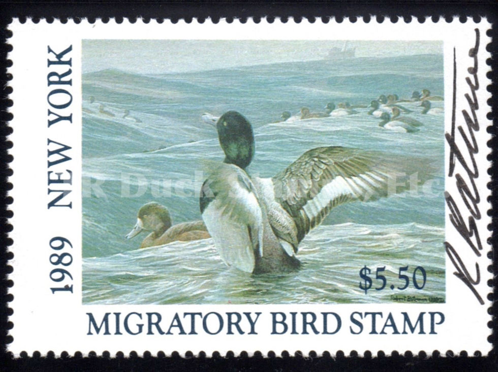 New York NY5 1989 Greater Scaup, Artist-signed by Robert Bateman