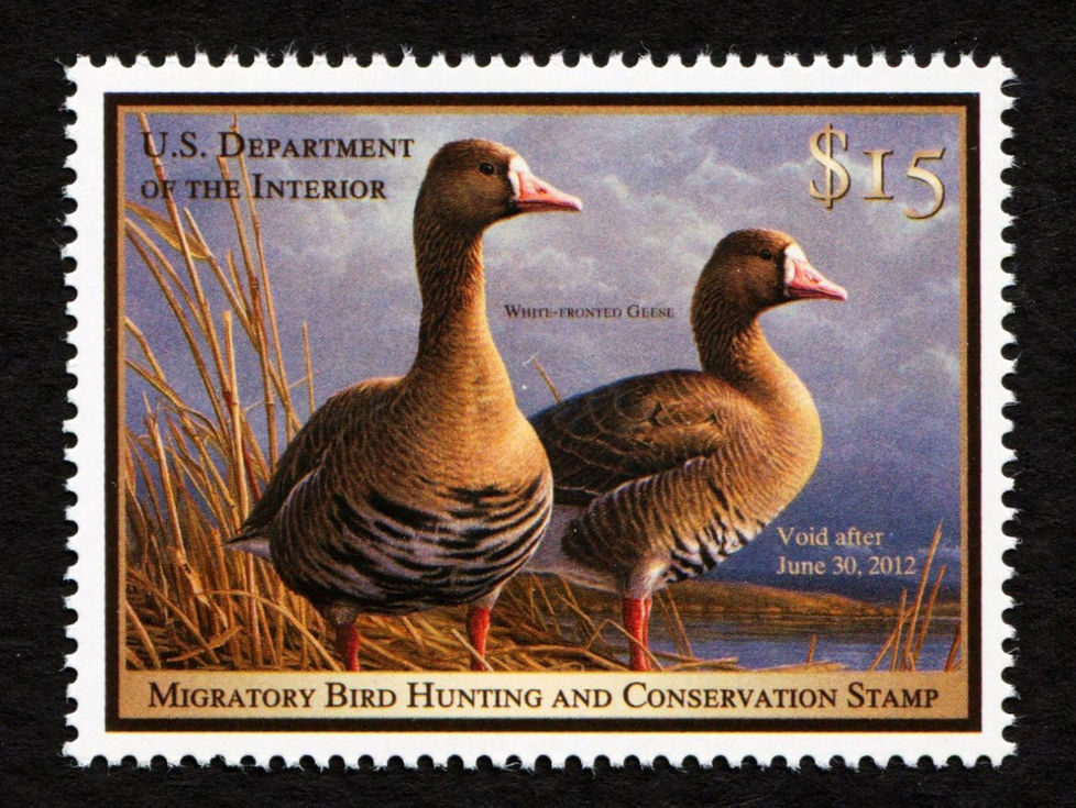 RW78 2011-12 White-Fronted Geese, Mint XF Duck Stamp