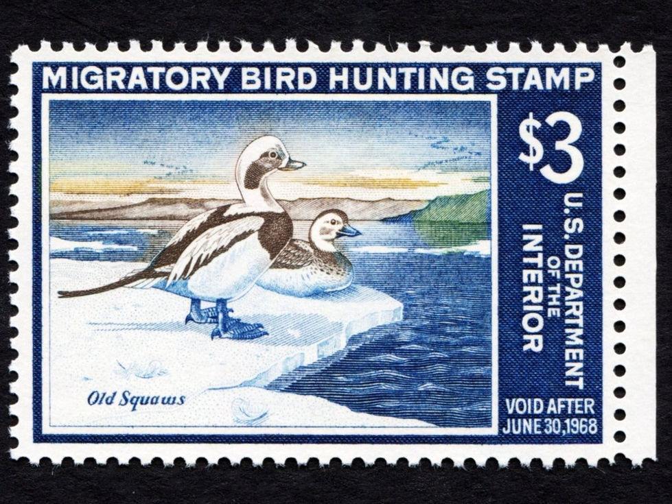 RW34 1967-68 Old Squaws, MNH VF-XF Duck Stamp