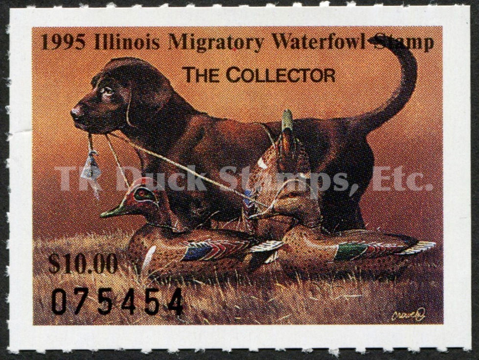 Illinois 1995 IL21 Chocolate Labrador w/Green-wing
