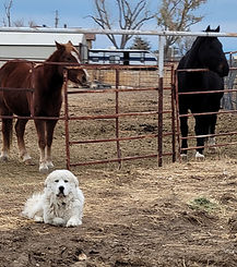 Farm life_edited.jpg