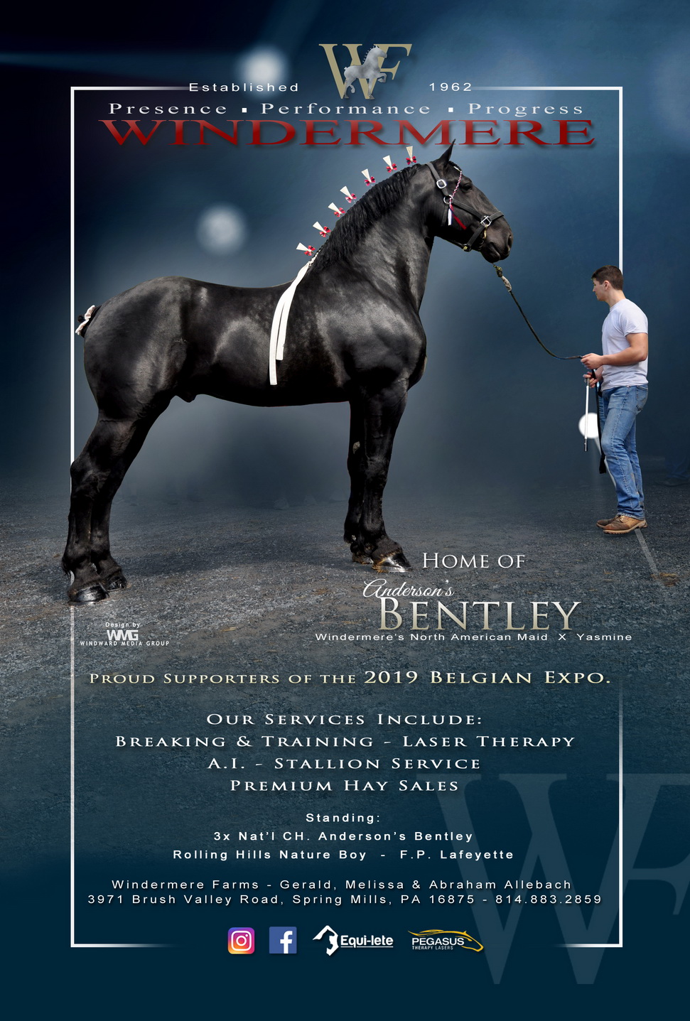 World Champion Percheron Horses Windermere Farms United States