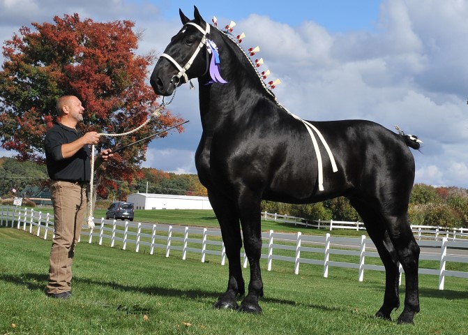 World Champion Percheron Horses Windermere Farms