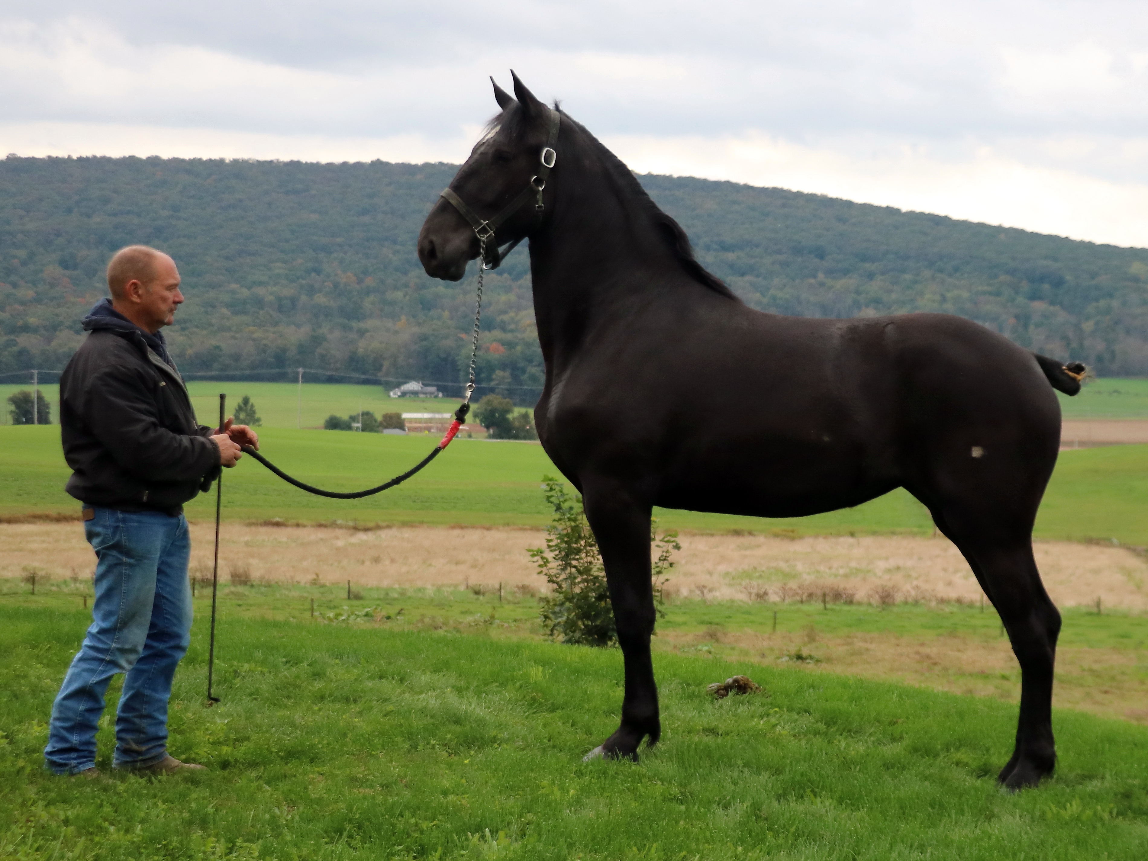 FW Oak Havens New Expression