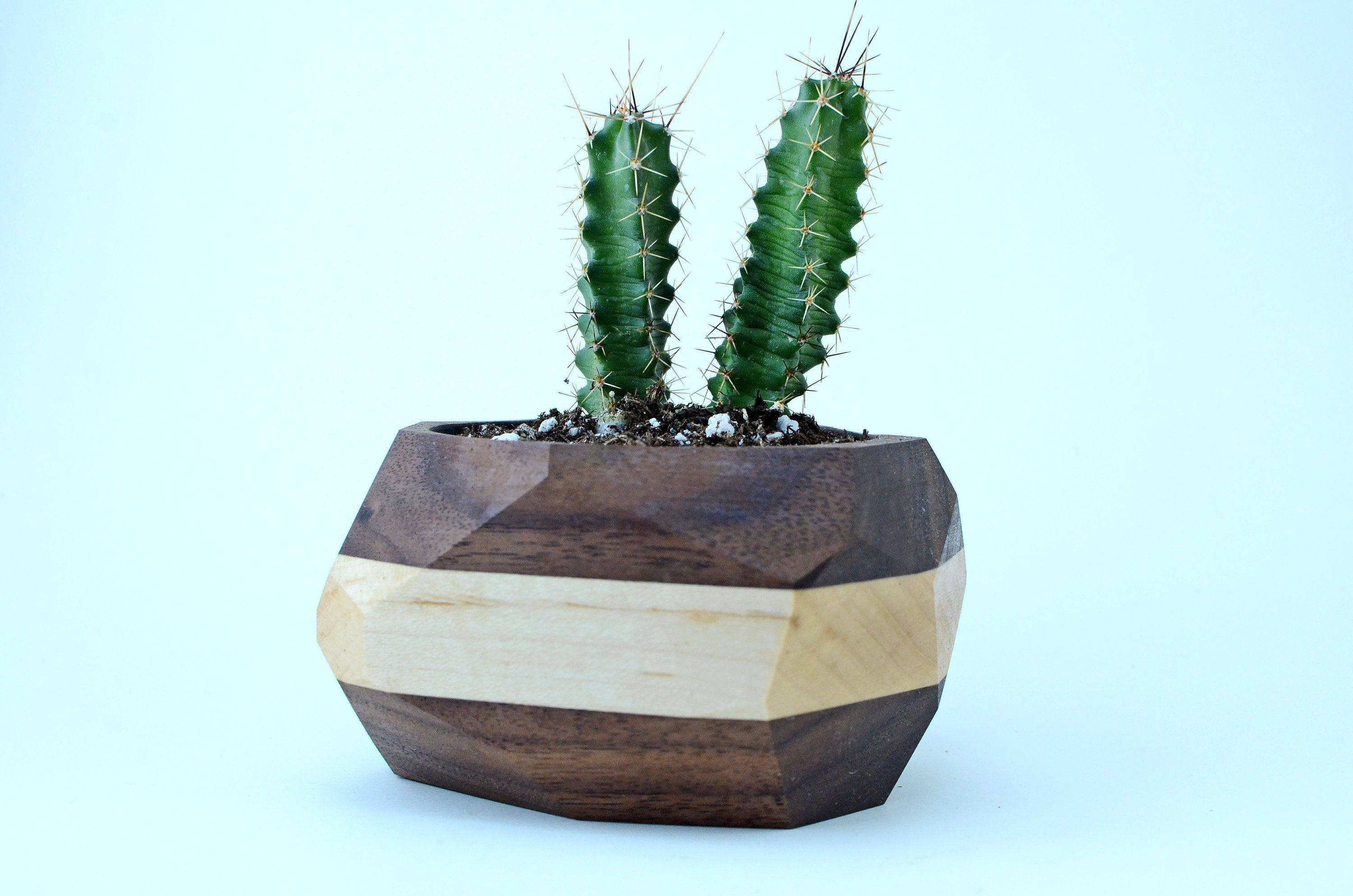 几何仙人掌和多汁花盆 Geometric Cactus & Succulent Planter