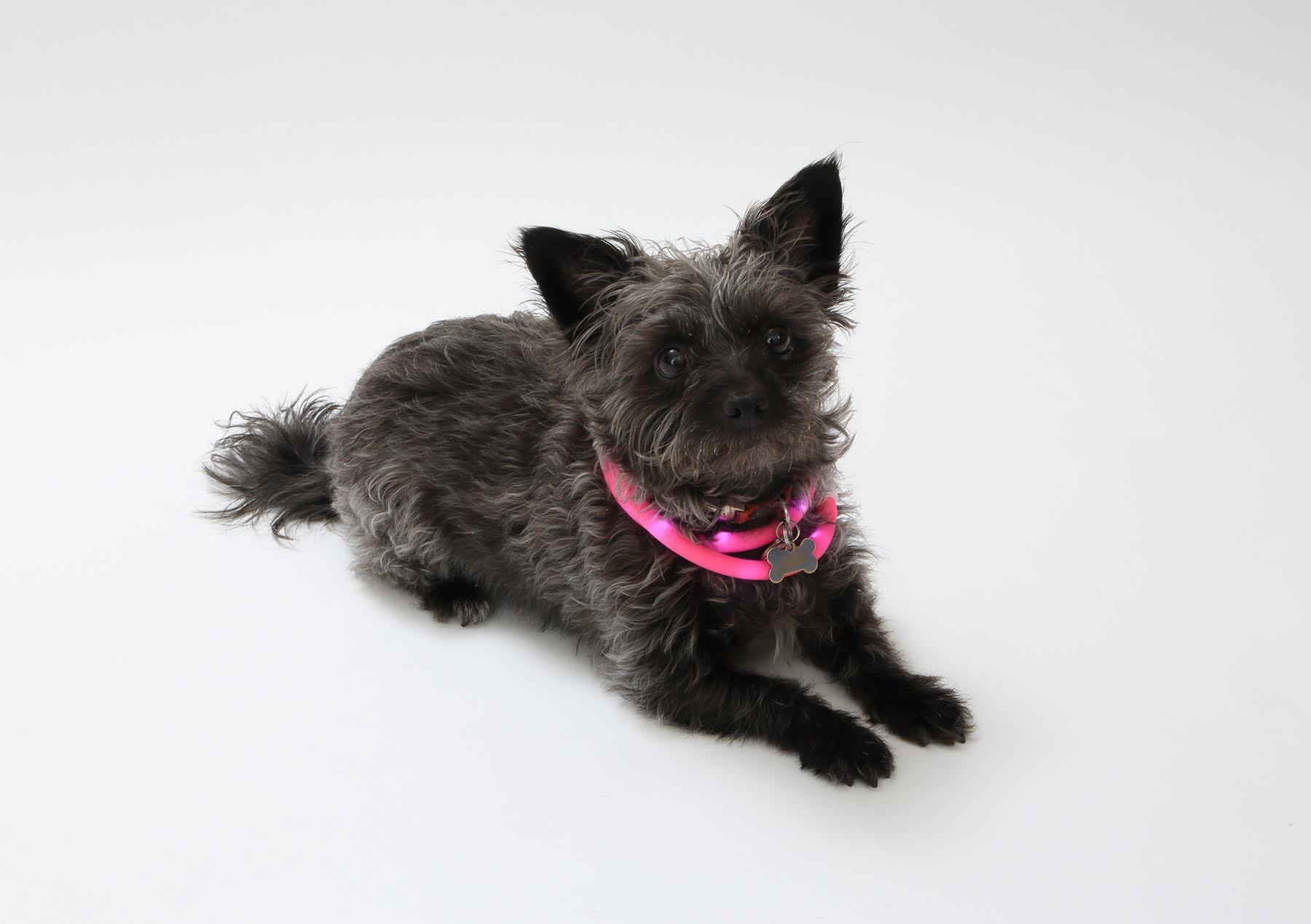 Silicone Cuttable LED Illuminated Dog Collar - USB Rechargeable - Pink @ jy1.org