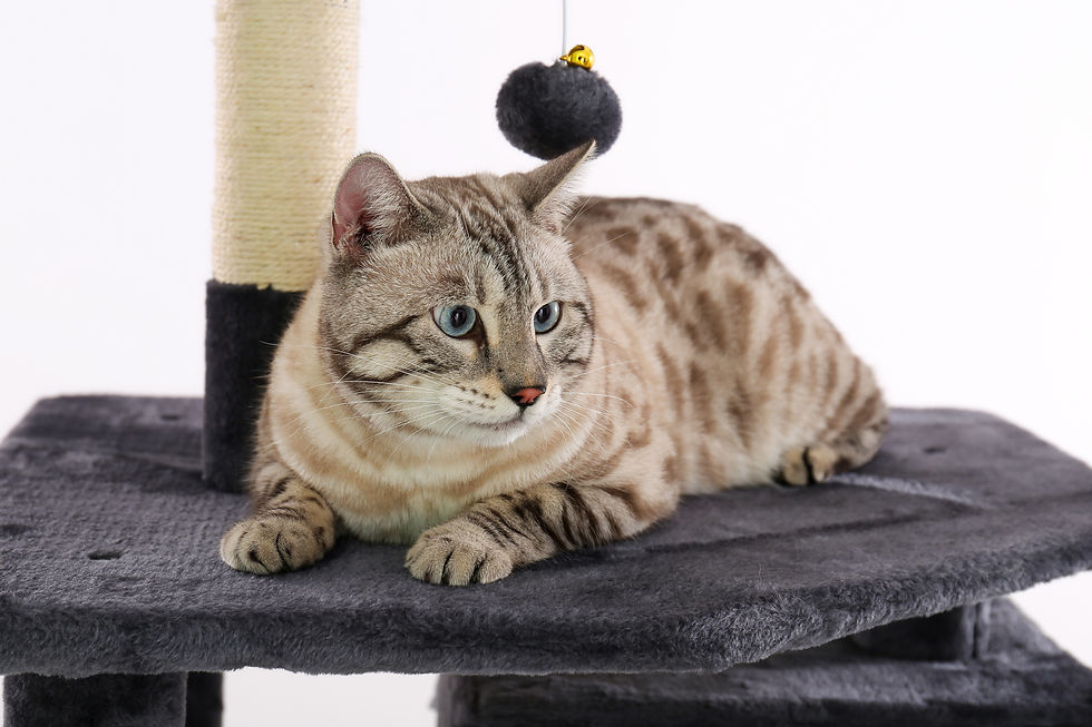 Miniature : Cat Tree Condo Furniture Kitten Activity Tower Pet Kitty Play House with Scratch