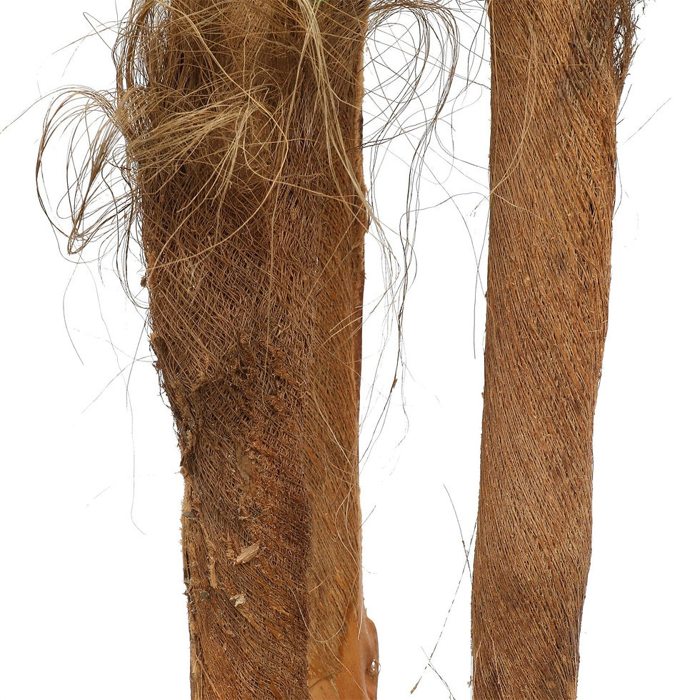 Miniatura: Large Tropical Palm Tree (Amazingly Real) 300cm