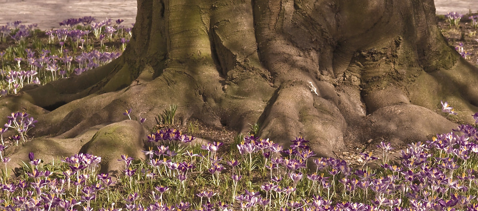 frühling alamy BNMHW ausschnitt_filter sandig.jpg