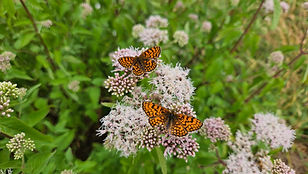 eco-friendly lessons.jpg