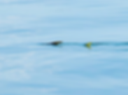 Permit Fly Fishing Mackay Whitsundays .