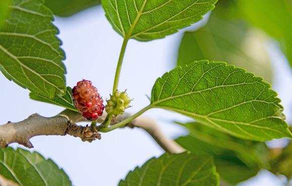 Mulberry Leaf Sang Ye
