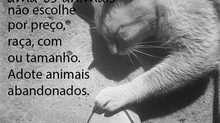 Adote animais abandonados
