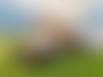 Dog rolling on grass 
