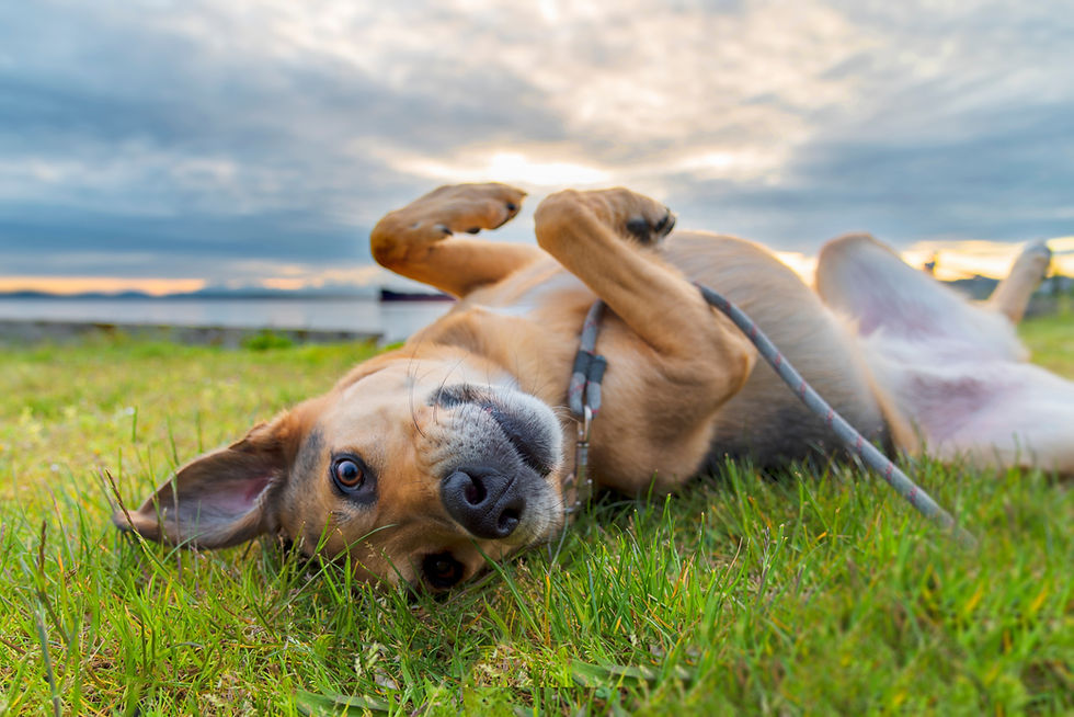 Dog rolling on grass 