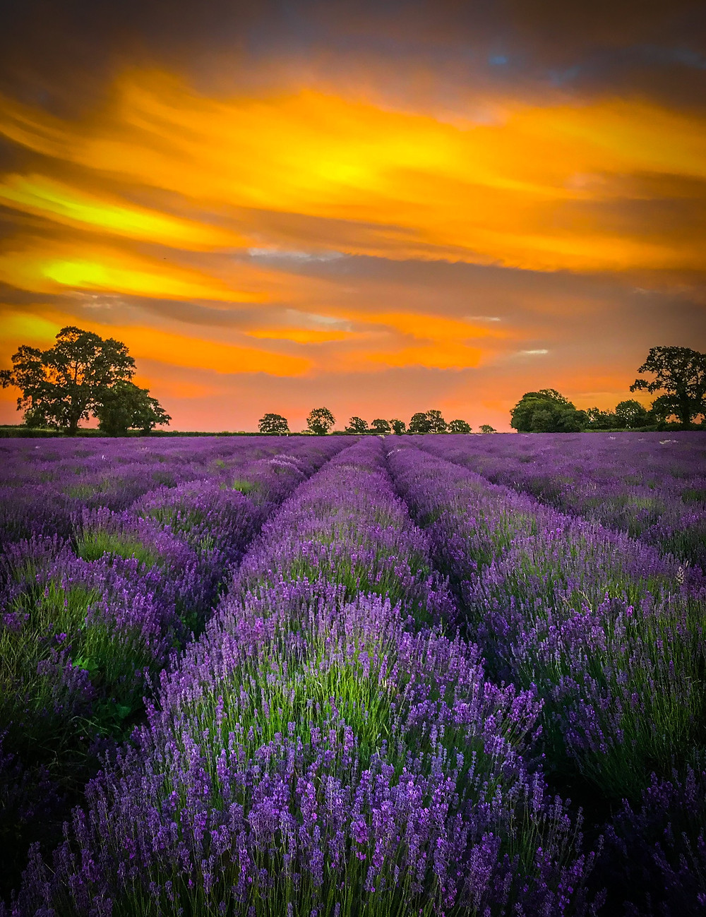 Somerset cool, Somerset lavender, Somerset blog, Somerset blogger, blogs about Somerset, Picture Somerset, Somerset photos