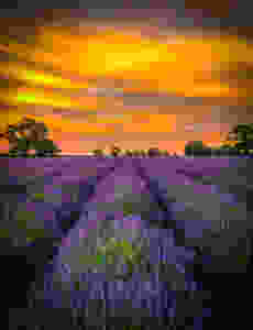 Somerset cool, Somerset lavender, Somerset blog, Somerset blogger, blogs about Somerset, Picture Somerset, Somerset photos