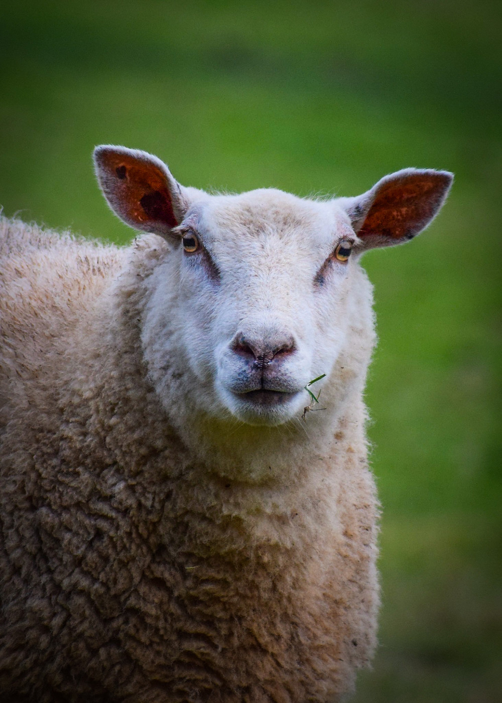 Somerset cool, Somerset sheep, Somerset blogger, Somerset photos, picture Somerset