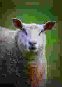 Somerset cool, Somerset sheep, Somerset blogger, Somerset photos, picture Somerset