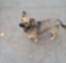 Somerset and Dorset animal rescue, Someeswt cool, blogs about Somerset, Somerset bloggers