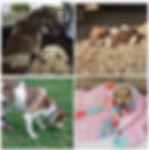 Somerset and Dorset Animal Rescue, Somerset cool, Animal rescues in Somerset, Somerset blog, Somerset blogger, Somerset bloggers