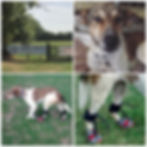 Somerset and Dorset animal rescue, Somerset cool, Somerset blog, blogs about Somerset, animal rescue in Somerset