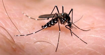 Infografía, Cifras y datos sobre la Chikungunya