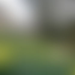 Pavilion Gardens in springtime Buxton