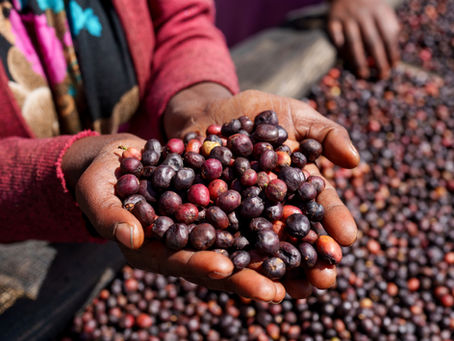 コーヒー豆が届くまで：生産国と消費国での担い手たち