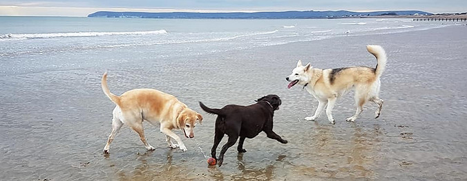 Beach walkies
