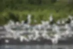ree