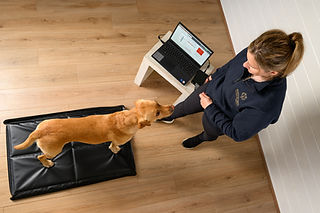 STANCE ANALYSER | Paddock and Paws